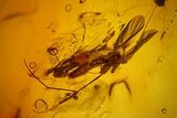 Fossil Spider, Springtail, Two Mites and a Crane Fly in Baltic Amber #170093-1
